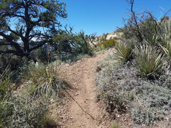 Bear Mountain Trail - Section 3 - Ascent to the Final Trail Peak - 513
