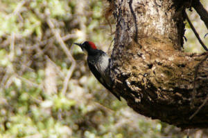 Woodpecker